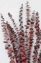 Eucalyptus Leaves (7 Stems)