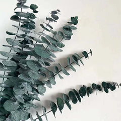 Eucalyptus Leaves (7 Stems)
