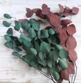 PRESERVED BURGUNDY EUCALYPTUS,