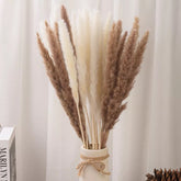 Dry Small Pampas