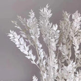 White dried Italian ruscus