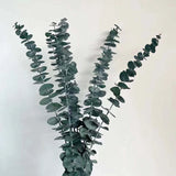 Eucalyptus Leaves (7 Stems)