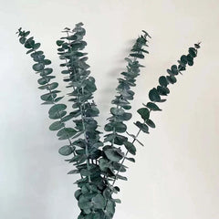 Eucalyptus Leaves (7 Stems)