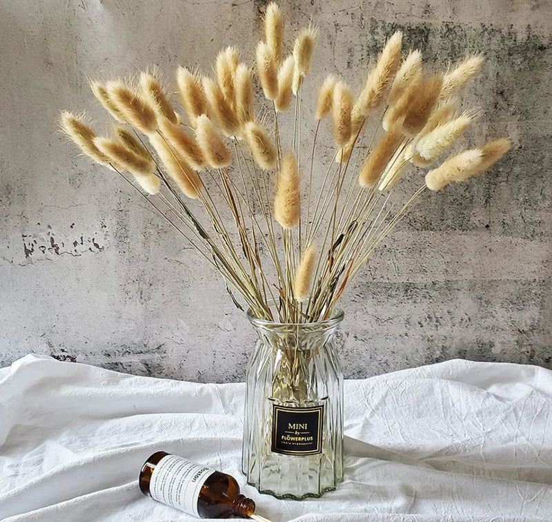 LAGURUS BUNNY TAILS