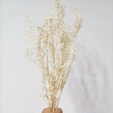 White dried Italian ruscus